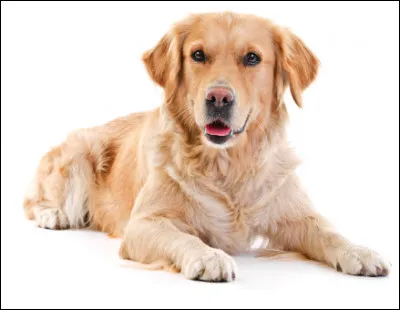 Quelle est cette race de chien, parfait compagnon des familles, un animal affectueux, docile et attachant ?