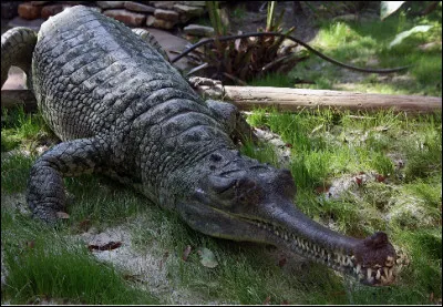 Quel est ce grand crocodilien d'environ 6 mètres avec une longue mâchoire étroite qui vit en Inde et au Népal ?