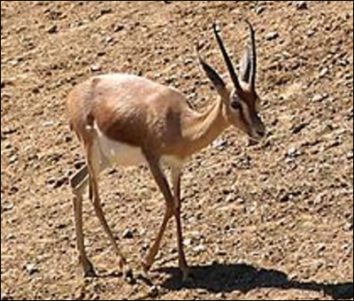 Quel est ce bovidé vivant dans les steppes d'Afrique et d'Asie, une petite antilope agile et rapide ?