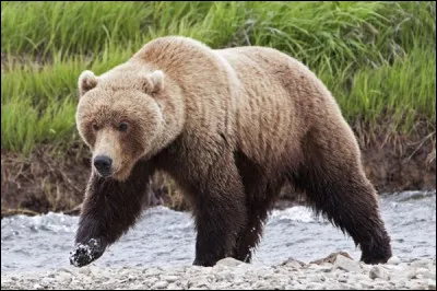 Quel est cet ours sauvage, qui vit au nord des États-Unis et au Canada, un animal massif, rapide et doté d'une force considérable ?