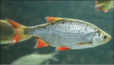 Quel est ce poisson d'eau douce de petite taille très apprécié pour sa chair ?