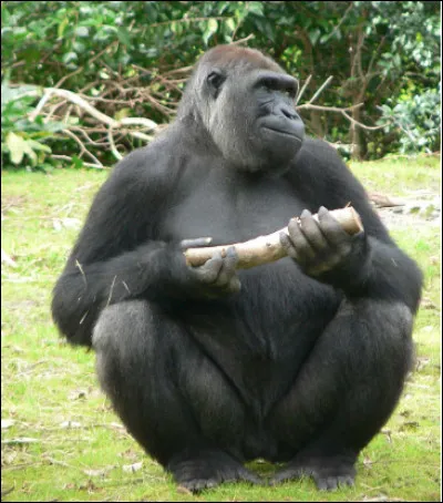 Quel est ce singe proche de la génétique de l'humain, animal puissant et pacifique qui vit dans les forêts tropicales d'Afrique ?