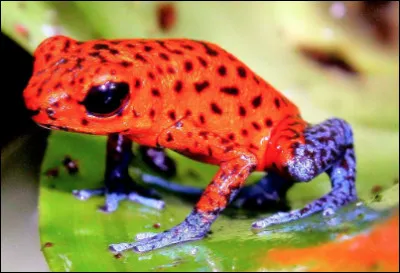 Quel est ce batracien insectivore dont le nom est lié à son corps rouge avec des points noirs ?