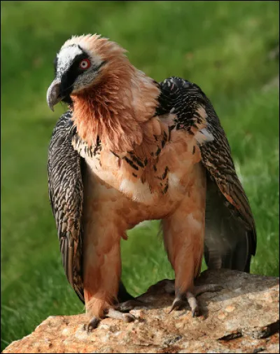 Quel est ce rapace mythique de l'arc alpin qui vit en haute montagne, un nécrophage qui adore la moelle des os ?