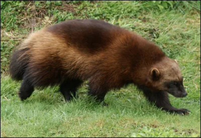 Quel est ce mammifère omnivore et solitaire, farouche et agressif qui vit en Amérique du Nord et en Eurasie ?