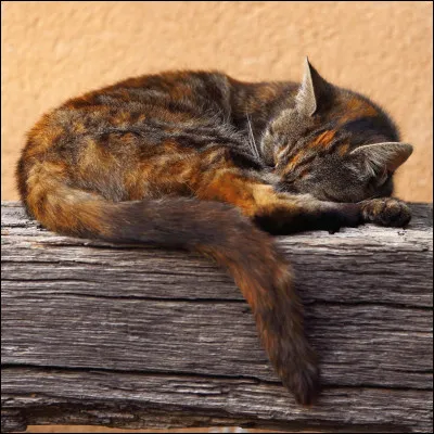 Fais-tu régulièrement la sieste ?