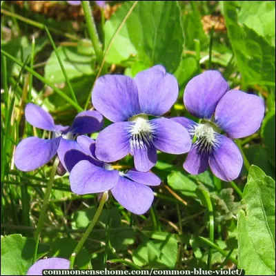 Comment dit-on "violet" en anglais ?
