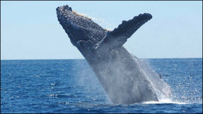 La baleine bleue pèse en moyenne 150 tonnes, ce qui fait d'elle le plus gros animal. Quel animal pèse le même poids que sa langue ?