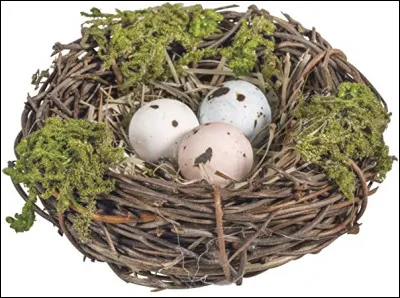 Quel animal mammifère construit le plus gros nid ?