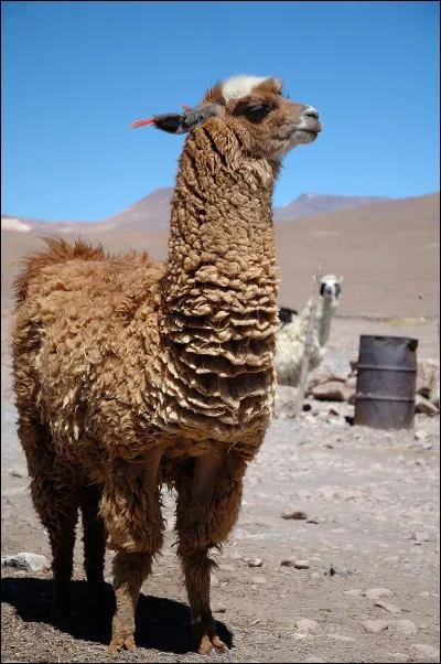 À quelle hauteur a sauté le lama qui détient le record du plus haut saut ?