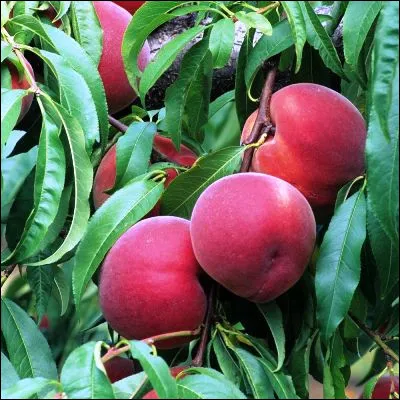 Quel fruit issu d�une vari&eacute;t&eacute; de p&ecirc;chers se distingue par sa peau sans duvet et son noyau adh&eacute;rent ?