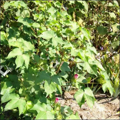 Quel arbre produit des graines recouvertes d�un duvet appel&eacute; linter ?