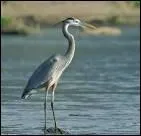 Pourquoi le hron se tient-il souvent sur une patte ?