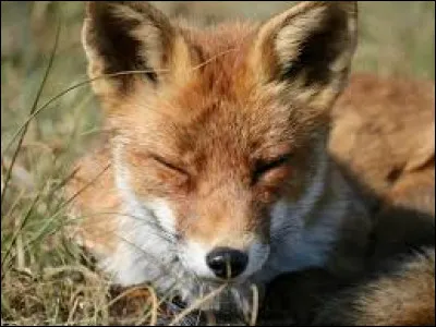 Quel est cet animal ?