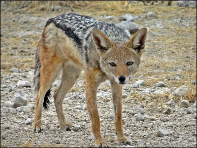 Quel est cet animal ?