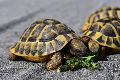 Quel est cet animal ?