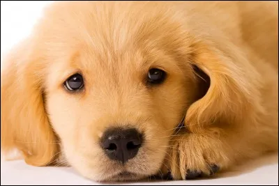 Quel est cet animal ?