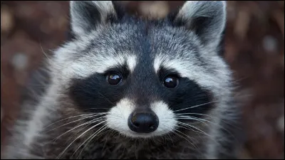 Quel est cet animal qu'on reconnaît facilement à son masque noir bordé de blanc autour des yeux ?