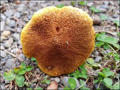 À qui appartient ce joli chapeau ?