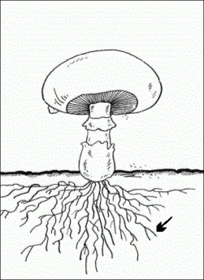 Comment nomme-t-on le petit filament blanc situé sous le pied du champignon et qui peut être aussi vu sur l'ensemble du champignon, mais seulement observé au microscope ?