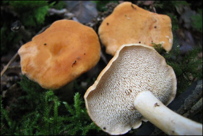 À quel genre appartient ce champignon ?
(latin/français)