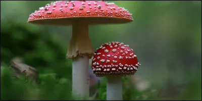 Comment se nomme le type d'ornement sur le chapeau ?