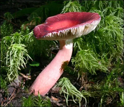 On dit que les arêtes de mes lames sont :