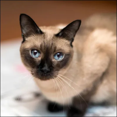 Quelle est l'année de l'apparition du bombay ?