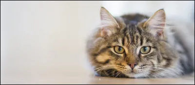 Nommez un chat qui a le nom d'une soupe :