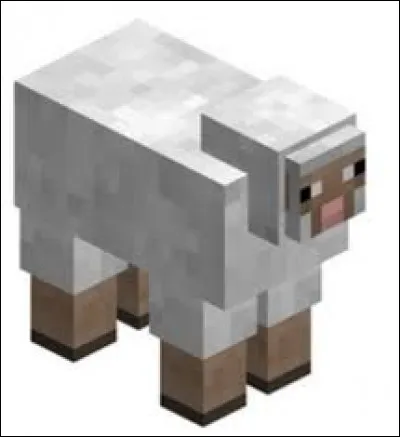 On obtient plus de laine en :