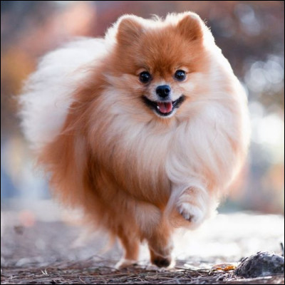 Quelle est la race de chien la plus petite au monde ?