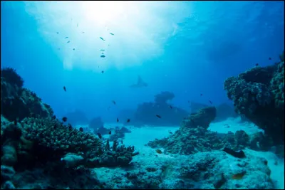 En quoi les fonds marins sont-ils riches ?