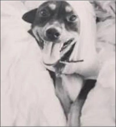 Quand est né son chien “Ophelia” ?