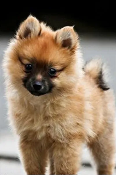 Quand est né son chien Chanel ?