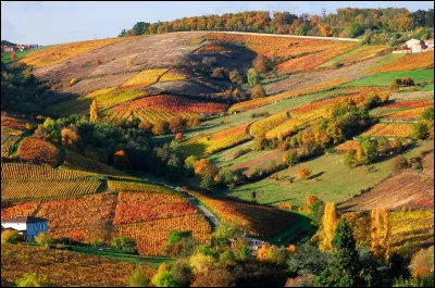 Le Saint-Amour est également un vin rouge. De quelle région viticole française provient-il ?