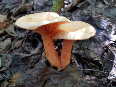 Quel nom portent les zones plus foncées sur le pied de ces champignons ?