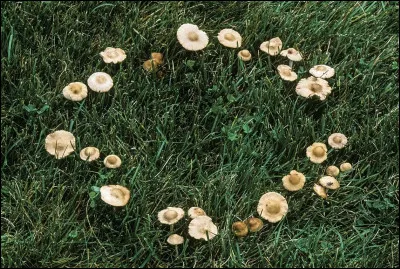 Quelle est la définition du mot "hirsute" ?