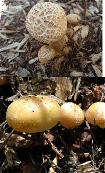 Étant donné que Agrocybe praecox / Agrocybe précoce, et Agrocybe dura / Agrocybe dur, font tous 2 parties d'un complexe qui les rendent très difficile à différencier à un certain stade de leur croissance, que faire ou quoi regarder en cas de doute, pour trancher entre les 2 avec certitude ?