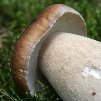 Sur le pied de Boletus chippewaensis / cèpe d'Amérique, il y a une particularité qui aide son identification. De quoi s'agit-il ?