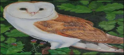 Combien de pontes fait-elle à l'année ?