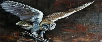 Quelles autres parties du corps que la face sont blanches ?