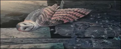 Ce nocturne est-il sédentaire ou migrant ?