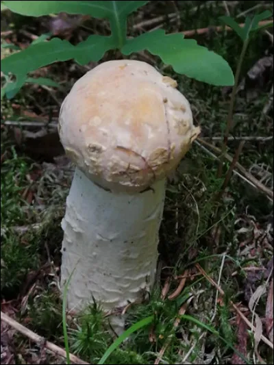 Sur cette photo nous voyons...