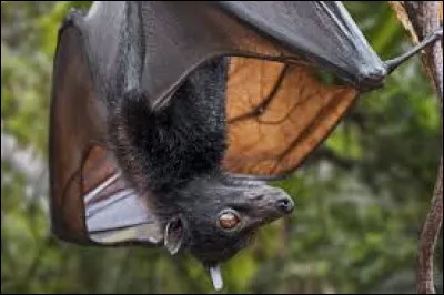 Le virus vient-il d'une chauve-souris ?