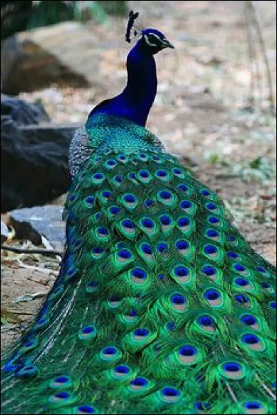 Quelle divinité grecque est liée au paon ?