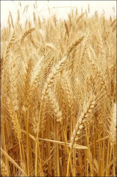 Si je vous dis " blé ", vous me répondez :