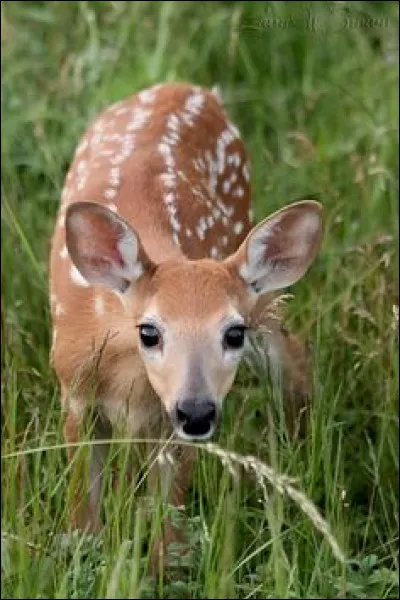 Quelle divinité est associée à la biche ?