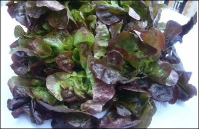 Quelle est cette laitue, une salade au feuillage généreux, pourpre et très découpé ?