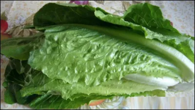 Quelle est cette laitue, une salade aux feuilles très allongées et rigides, chacune ayant une grosse nervure centrale ?