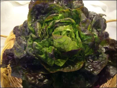 Quelle est cette laitue, une salade hivernale et rustique, dont le pourtour des feuilles est rouge ?